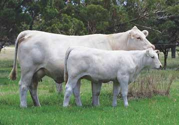 Take a good look at this pair - a lovely uddered, long bodied, feminine cow with a ripper of a bull calf. We EBV 1.4 9 22 38 5 1.7 1.2 0.3 consider him to have definite stud potential.