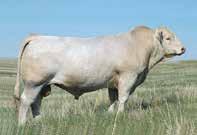 Semen in How Awesome is being marketed worldwide by Semex. AI ed to our new exclusive Canadian sire Winn Mans Skaggs (P) on 14/11/16. Look for an exciting calf from this mating. PTIC.