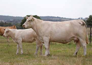 3 9 18 30 4 2.6 0.4-0.1 A strong pedigree with bred- in consistency - her dam has already had seven calves, including one stud sire. Tremendous carcass EBVs here.