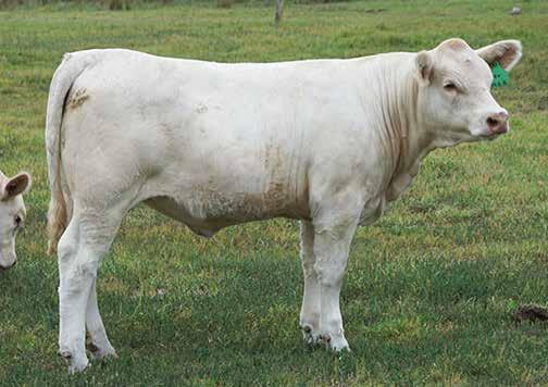 A heifer with great substance and natural thickness with awesome length of body, but not compromising on femininity and eye catching style. EBV 0.3 9 11 21 7 1.8 0.
