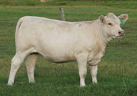 Here s an opportunity to be part of the action. Panache cow family needs no introduction to Charolais enthusiasts. Her pedigree is just dripping with Interbreed EBV 1.9 11 16 21 3 1.6 0.2 0.