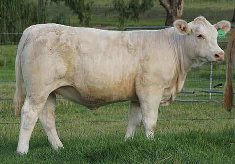 She s the first progeny to sell by Hannibal (P) (sold for $20,000 to Mt William Charolais). Her dam is a standout full French Pinay daughter and her first two sons have averaged $10,000 at auction.