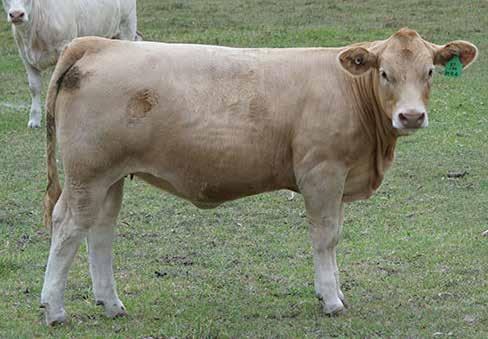 On the maternal side of her pedigree is an outstanding polled Pinay daughter that comes out of blueblood donor cow, Digna 82 (one of our all time star donor females) You can never have enough Dignas