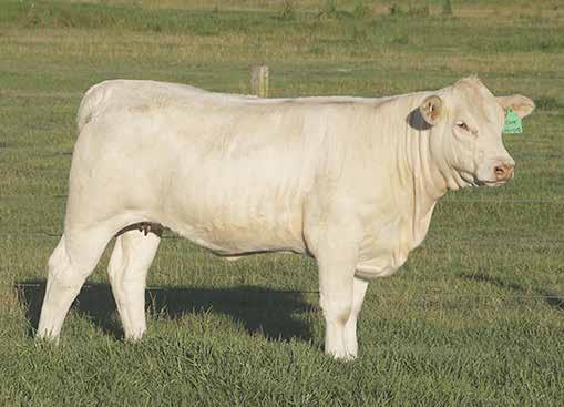 Daughter of the great breeding bull Charm (P), a sire of many outstanding progeny including Hallmark (P) (sold for $44,000) and Foreman (sold for $40,000). Excellent EBVs for Milk; Weight and Carcass.