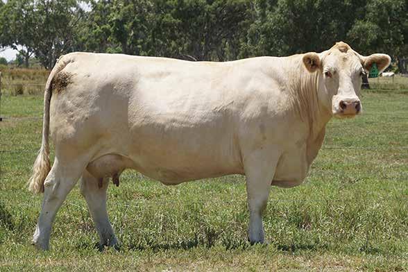LOT 36 Flush in Palgrove Clara 48 (P)R/F PK D211E To the sire of your choice including any bull owned by Palgrove. Guarantee a minimum of six frozen embryos.