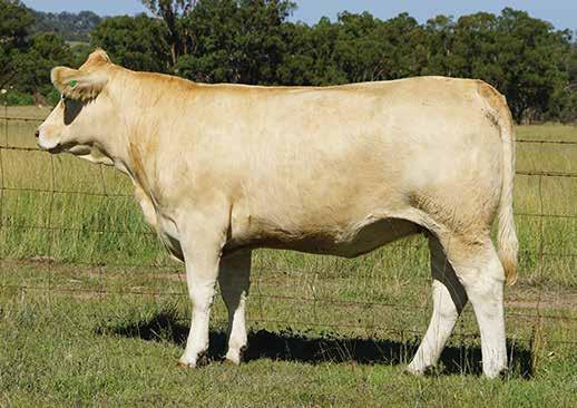 We consider she has the ideal Charolais phenotype with plenty of softness and volume; a sleek skin; super feminine and so eye appealing. Sired by a bull that s doing a great job at Palgrove.