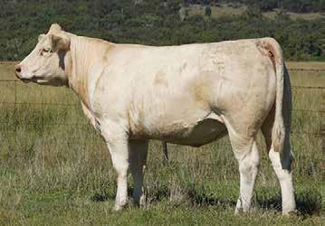 Stand behind this female to appreciate her volume and thickness without compromising on femininity. Sleek skin; perfect udder folds and teats. EBV 0.4 11 17 26 7 1.3 0.6 0.