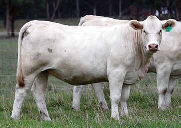 Her prolific sire has recorded 148 progeny at Palgrove. His daughters are all heavy milking and easy fleshing. EBV 1.1 11 19 24 7 1.1-0.2 0.