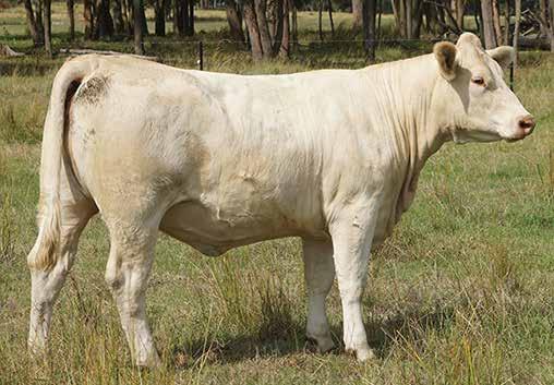 Sired by Lanza, the multi Trait Leader (200D, 400D and Scrotal) and out of a two year old first calf heifer. High weight gain EBVs including top 10% for 600D Wt.