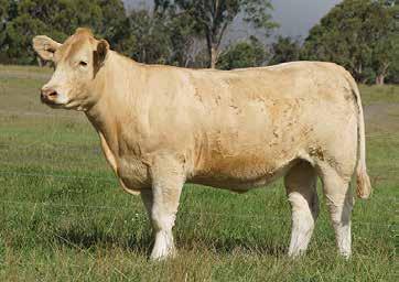 Sired by our exclusive sire, Silver Bar (P) - Trait Leader for 200 & 400D Wt who has left us a herd of beautiful uddered, big volume females.