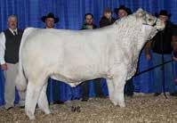 He was National Champion Bull and is now a Trait Leader for low Birth Wt and Scrotal. Low Birth Wt; fast early growth and positive carcass EBVs give her real value. Medium framed; volume and softness.