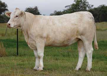 Long bodied; smooth through the front end; pick me eye appeal with perfect teat size and placement. EBV 0.8 11 22 23 3 2.2-0.1-0.3 If this heifer doesn t breed top bulls for you, something s wrong!