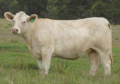 EBVs bend the growth curve from low Birth to high weight gain - add in exceptional Milk and carcass numbers and you have the whole package. EBV -0.2 11 30 36 8 2.3 0.5 0.