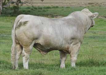 SHOWCASE FEMALE SALE - sires of influence When selecting sires we focus on performance; calving ease; structure; temperament and doing