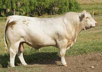 Outstanding phenotype - exceptional EBVs. Semen for Sale. Palgrove Jetstream (P) Polled with explosive performance.