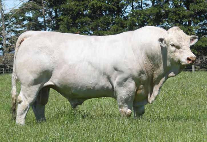 palgrove S EXCLUSIVE SIRES Silverstream Evolution (P) This is our first release of females by our awesome polled New Zealand sire, Evolution.