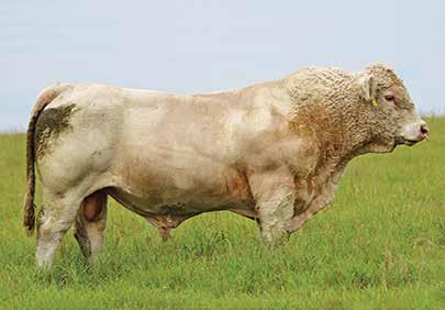 His progeny have exceptional carcass shape; bone; structure and breed character plus that grunt that we look for in our polled cattle.