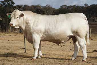 She is a registered donor dam and has been used in Palgrove s IVF programme. 7 progeny in 7 years with a Daily Calving Interval (DCI) of 377 days.