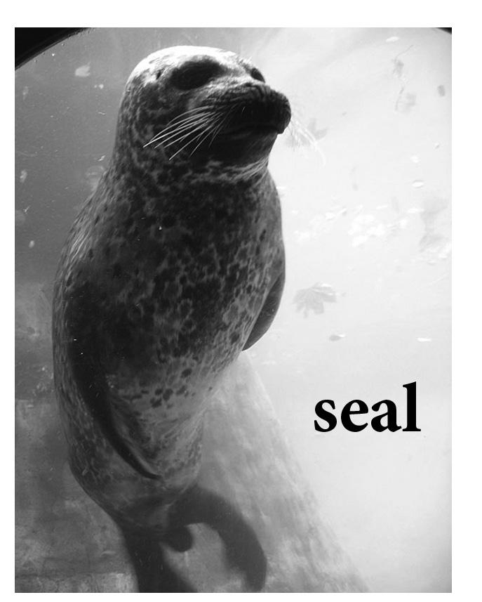 ocean (noun) The ocean is a very big body of salt water. Vanessa loved going to the ocean and splashing in the waves. seal (noun) A seal is a sea animal that has thick fur and flippers.