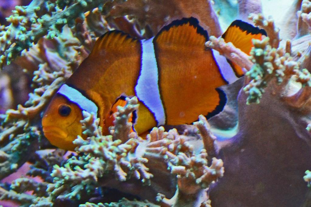 In the wild, if the local male dies, the largest female becomes male. Percula Clown fish: They live in the left end of tank, in Nephtea coral, and the larger one is a female.