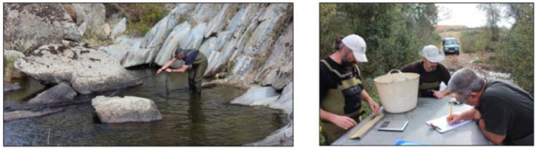 Preparatory actions Fish population studies Assessment of the initial state of each species in the different SICs of the rivers Agueda, Huebra-Yeltes, Uces and Alagón.