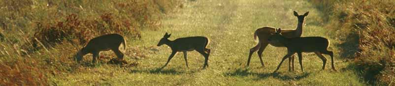 Deer Harvest Results for Crossbow s Debut Season By Carole Kandoth, Principal Biologist The 2009 2010 deer season witnessed the introduction of crossbows for all hunters during every season when a