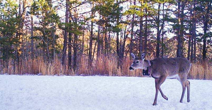 Hunters May See Collared Deer Hunters in the Ozarks and northwestern Missouri may see deer wearing GPS collars during hunting season.