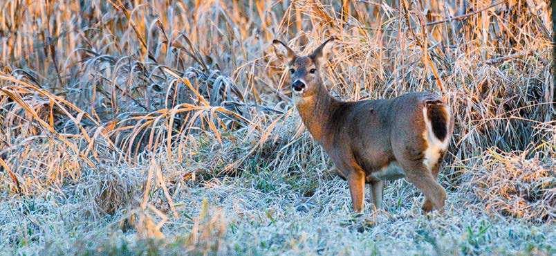 Livingston Gasconade Dunklin Pemiscot Mississippi Montgomery CWD Management Zones DAVID STONNER GENERAL INFORMATION To slow the spread of CWD, special regulations and guidelines apply in Adair,