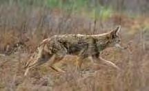 Wolves and coyotes are closely related, but are well distinguished by their difference in size and physical characteristics.