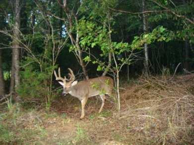 a management plan to optimize the herd size in order to produce mature, quality, trophy sized bucks.