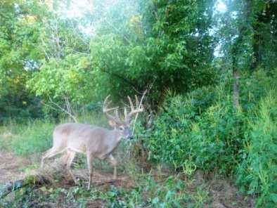 In the 2009-2010 season, a total of 152 deer were harvested (118 does, 17 spikes, seven older cull bucks and ten trophy class