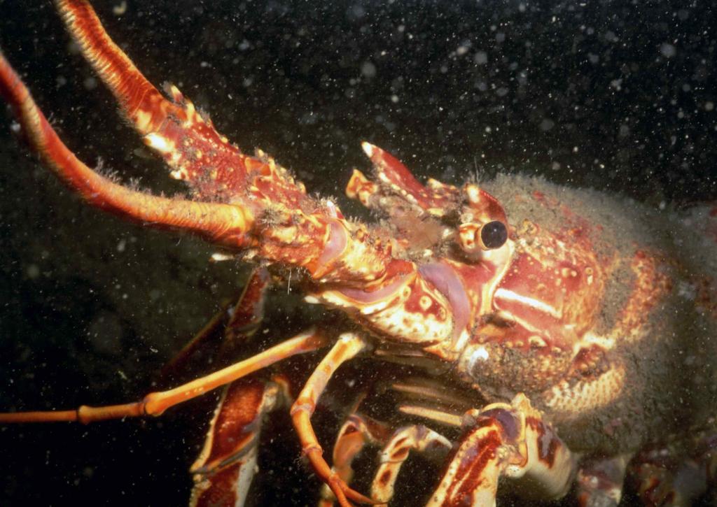 1. INTRODUCTION 1.1 Crawfish Palinurus elephas, crawfish also known as crayfish, spiny lobster or rock lobster are marine crustaceans.