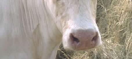 white will generate roan cows.