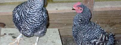 In chickens, black-feathered is not wholly dominant