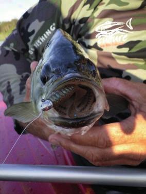 TT Lures have a sensational range of Spinnerbaits, the smaller Vortex, the medium size Striker and the larger Tornado Spinnerbait, along with the ZMan range of Chatterbaits; all constructed from