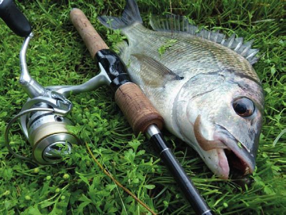 Backpackin Bream By Cameron Cronin Throughout the last ten years, bream fishing has constantly and rapidly evolved into its current form as a multimillion dollar industry.
