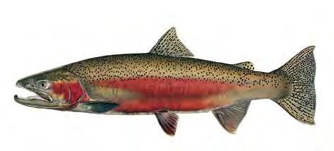 STEELHEAD are ocean-run rainbow which spawn in Snake, Clearwater and Salmon drainages; juveniles migrate to the ocean, return as adults after 1-2 years. NATIVE. See Pages 39-43.