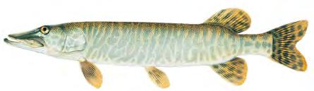 Northern Pike Bluish-green to gray on back and sides with irregular rows of light-colored HORIZONTAL SPOTS