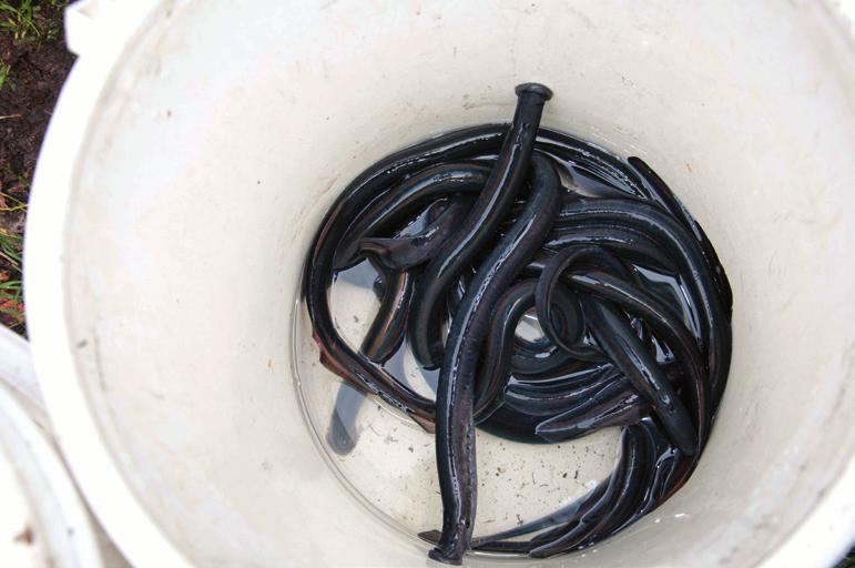 used by sea lamprey, a range of other Northern Hemisphere lamprey species also use them to select spawning streams and locate nests.