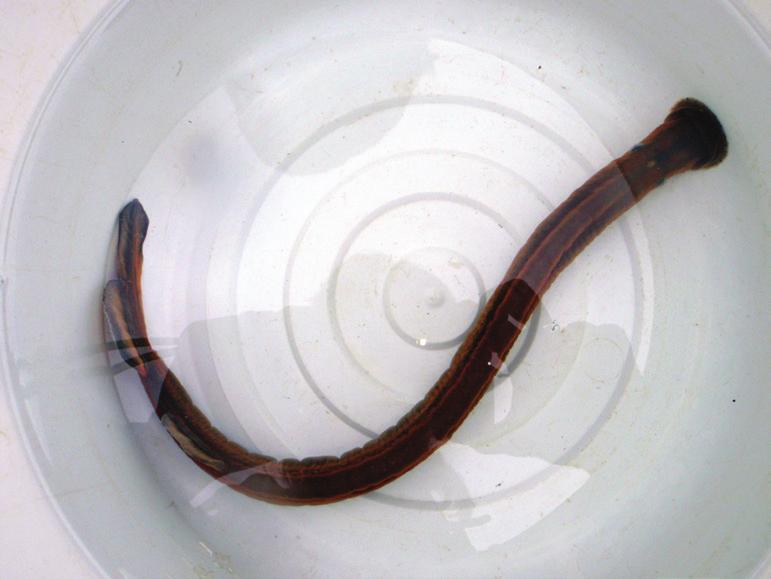 Spawned female: Arrow points to the rope on her back which is the male sex trait in Northern Hemisphere sea lamprey.
