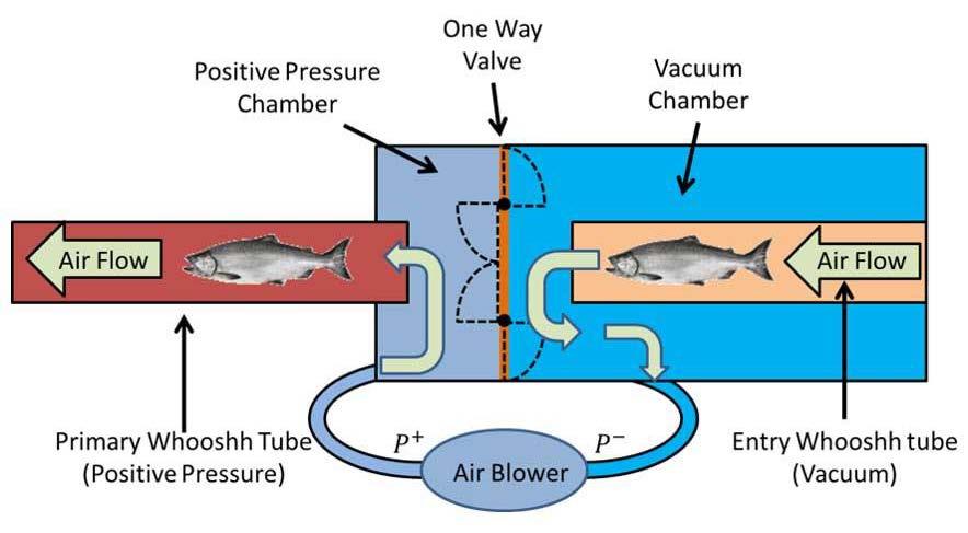 Background The Whoosh transport technology is new alternative for passing fish upstream at dams.