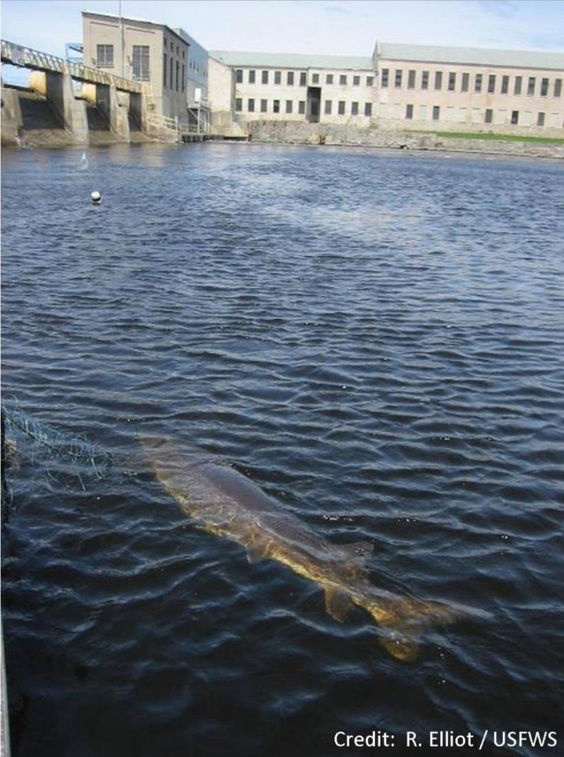 Study Goals and Objectives GOAL: Determine whether the Whooshh system is a viable option for passing sturgeon upstream at dams.