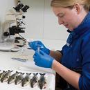 Reducing Disease Risks From Hatcheries: Things we already do Disease monitoring - Increased disease monitoring prior to release - Prevent release of diseased fish - Prohibit release of any fish from