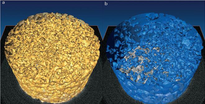 Figure 3.9: Three-dimensional distribution of the air phase for slow (yellow) and fast (blue) drainage [167]. A resolution down to 3 µm is essential, so that the pore morphology can be resolved.