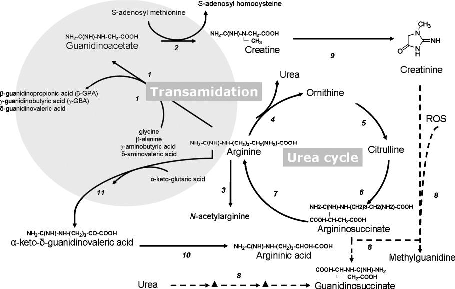 Guanidino compounds after creatine supplementation in renal failure patients 1331 Fig. 1. Summary of the major pathways of the guanidino compound metabolism, relevant to uraemia.