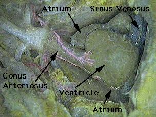 Examine the photographs of the shark's heart. The ventricle is the thick muscular walled cavity that pumps blood through the conus arteriosus to the gills and the body.