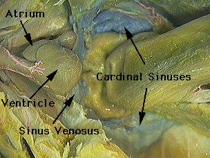 Examine the bottom view photographs of the shark's heart and cardinal sinuses. Blood enters the heart through the sinus venosus which drains into the atrium.