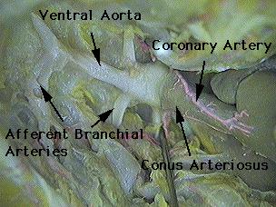 Examine the photographs of the shark's ventral aorta. The specimen in the photographs was prepared by removing the ventral hypobranchial muscles and connective tissues until reaching the lower jaw.