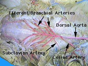 The efferent branchial arteries serve to return oxygenated blood from the gills. This blood is then distributed to all parts of the body.