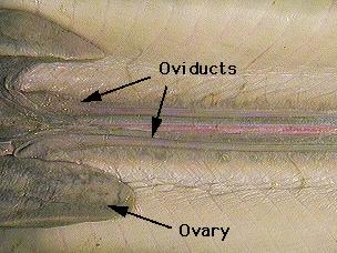 Examine the photographs of the female shark's oviducts. The oviducts are elongated tube-like structures Iying dorsolaterally the length of the body cavity, along the sides of the kidneys.
